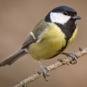 The Race Against Time Species Struggle to Evolve in the Face of Rapid Climate Change