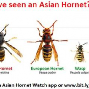 Beware of the Bee-Killing Asian Hornet Protecting Our Pollinators