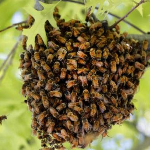 Warm Weather is Swarm Weather How to Handle a Bee Swarm