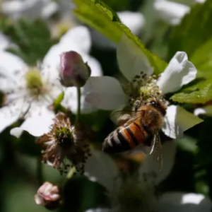 UGA Breakthrough Time Magazine Honors Revolutionary Honeybee Vaccine