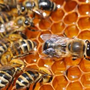 Namibian Beekeepers Clinch Silver at London Honey Show