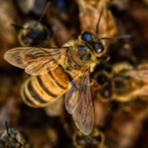 The Alarming Decline of Insects and the Imperative for Pollinator-Friendly Practices