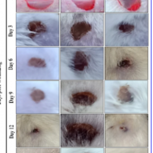 Bee Gomogenat Accelerates Diabetic Wound Healing by Regulating Gap Junction Proteins