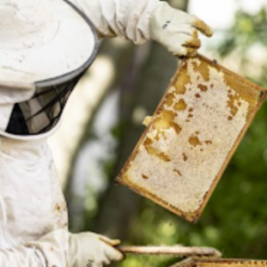 Busy Bees Beekeepers Report Good Honey Harvest