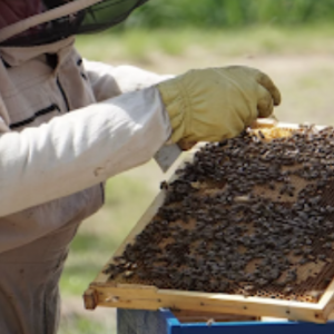 Profitable Beekeeping A Sustainable Opportunity for Farmers