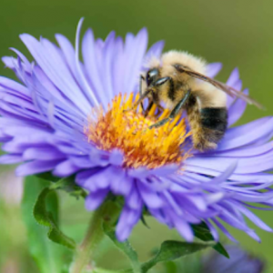 The Buzz on Bees Understanding the Urgent Need for Conservation