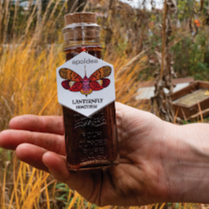 Unveiling Lanternfly Honey A Unique Beekeeping Endeavor in Pittsburgh