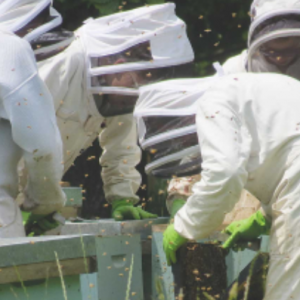 Stinging News from Beekeepers NZBI