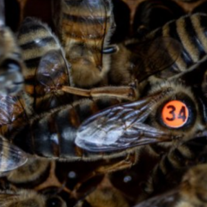 Unveiling the Natural Winter Survival Tactics of Honeybees Insights from Dr. Tom Seeley