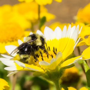 Innovative Bee Research Diapers for Bees Could Save Them