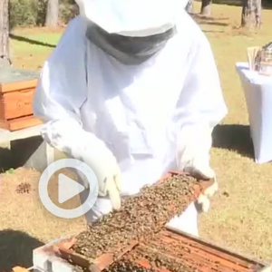 Empowering Women in Beekeeping Martina Murphy