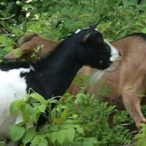 Balancing Act in Golden Valley Goat Grazing Approved, Beekeeping Decision Deferred